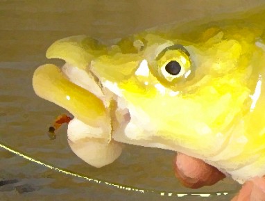 Fly fishing for yellowfish